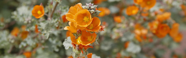 Orange Flower Web Banner