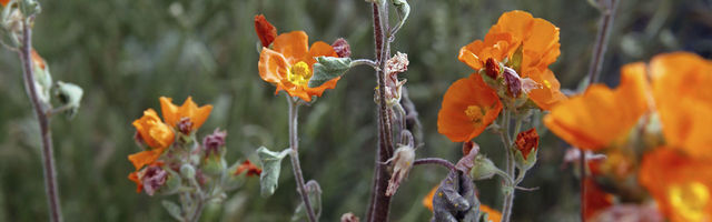 Globe Mallow Web Banner